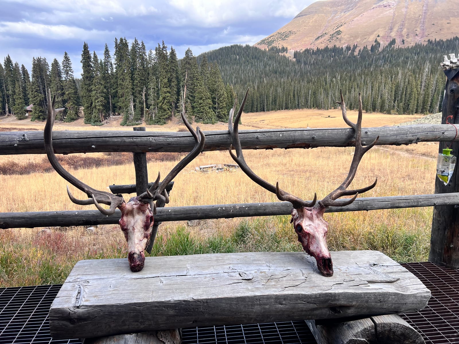 Colorado muzzleloader elk hunts