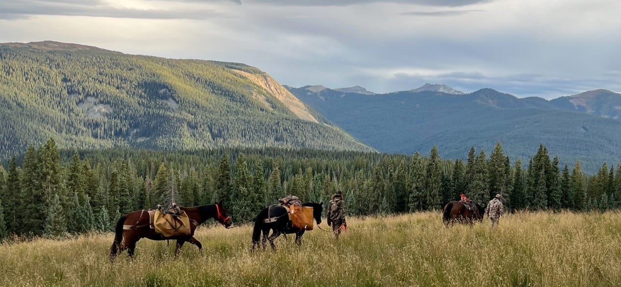 colorado archery elk hunts
