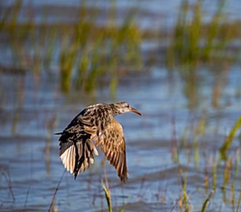 Marsh hen.jpg