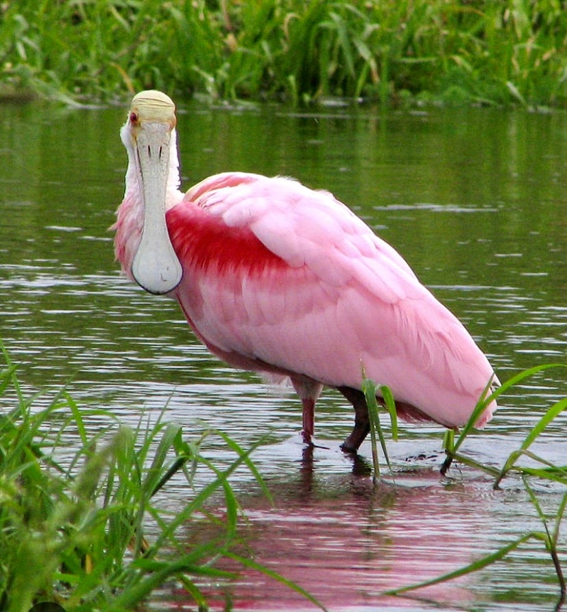 spoonbill in water.jpg