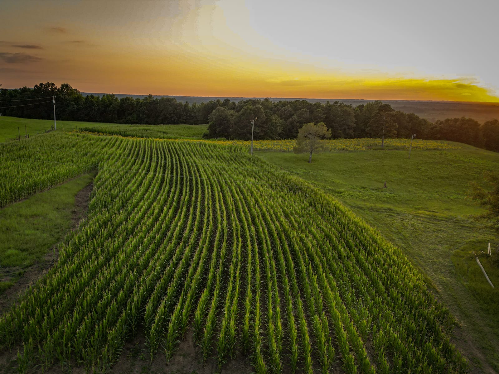 An aerial view of a green crop field at sunset with trees in the background.