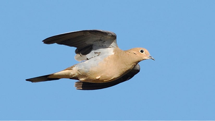 A mourning dove flies against a clear blue sky.