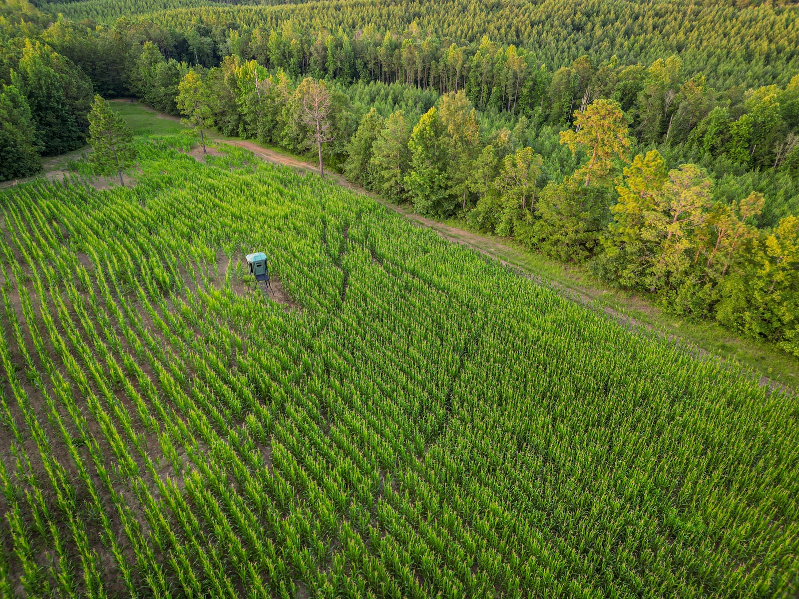 An aerial view of a green food plot with a hunting blind, bordered by a dirt path and a forest.