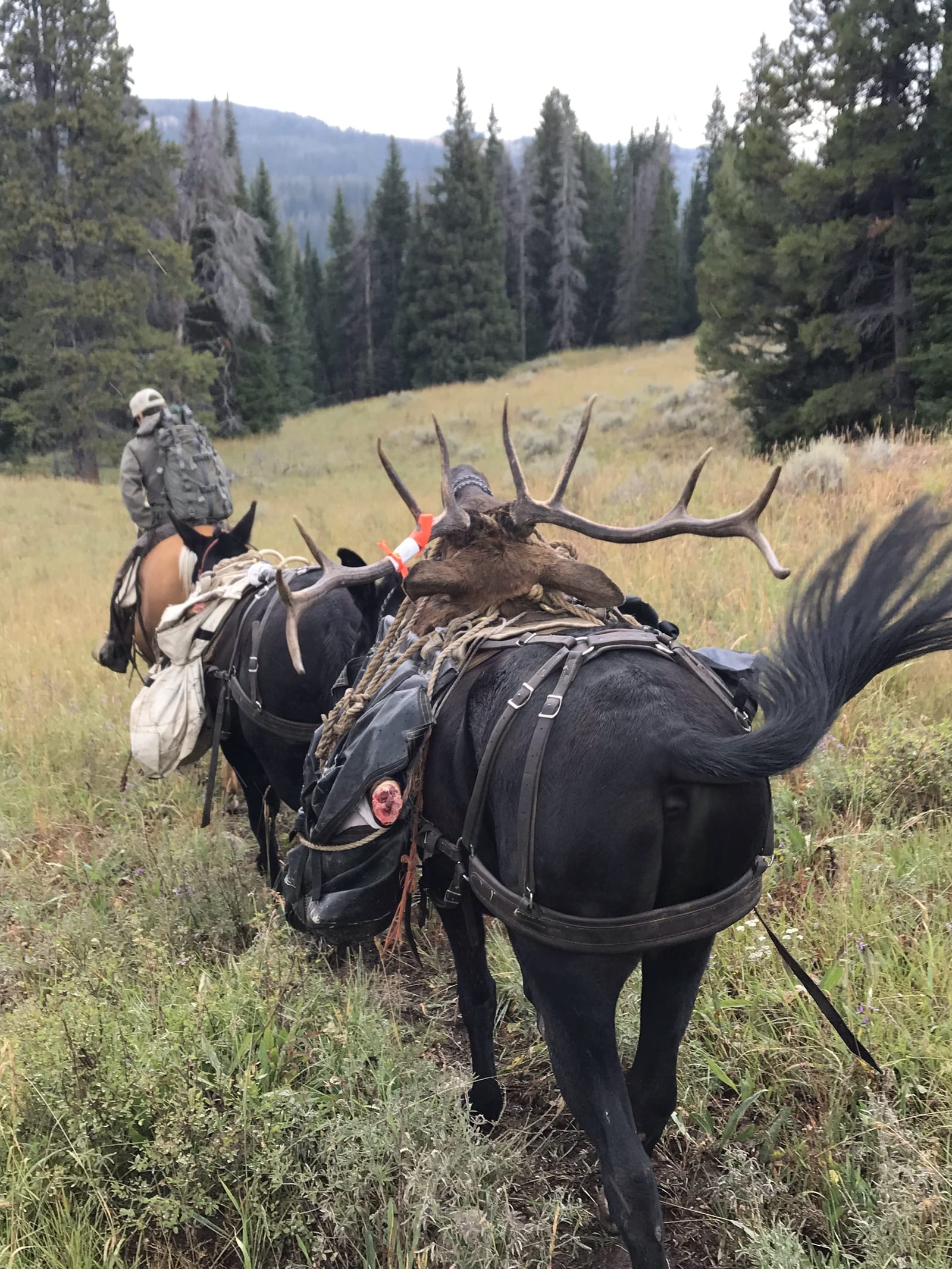 A harvested elk is packed out on horseback through a grassy field with a rider in the background.