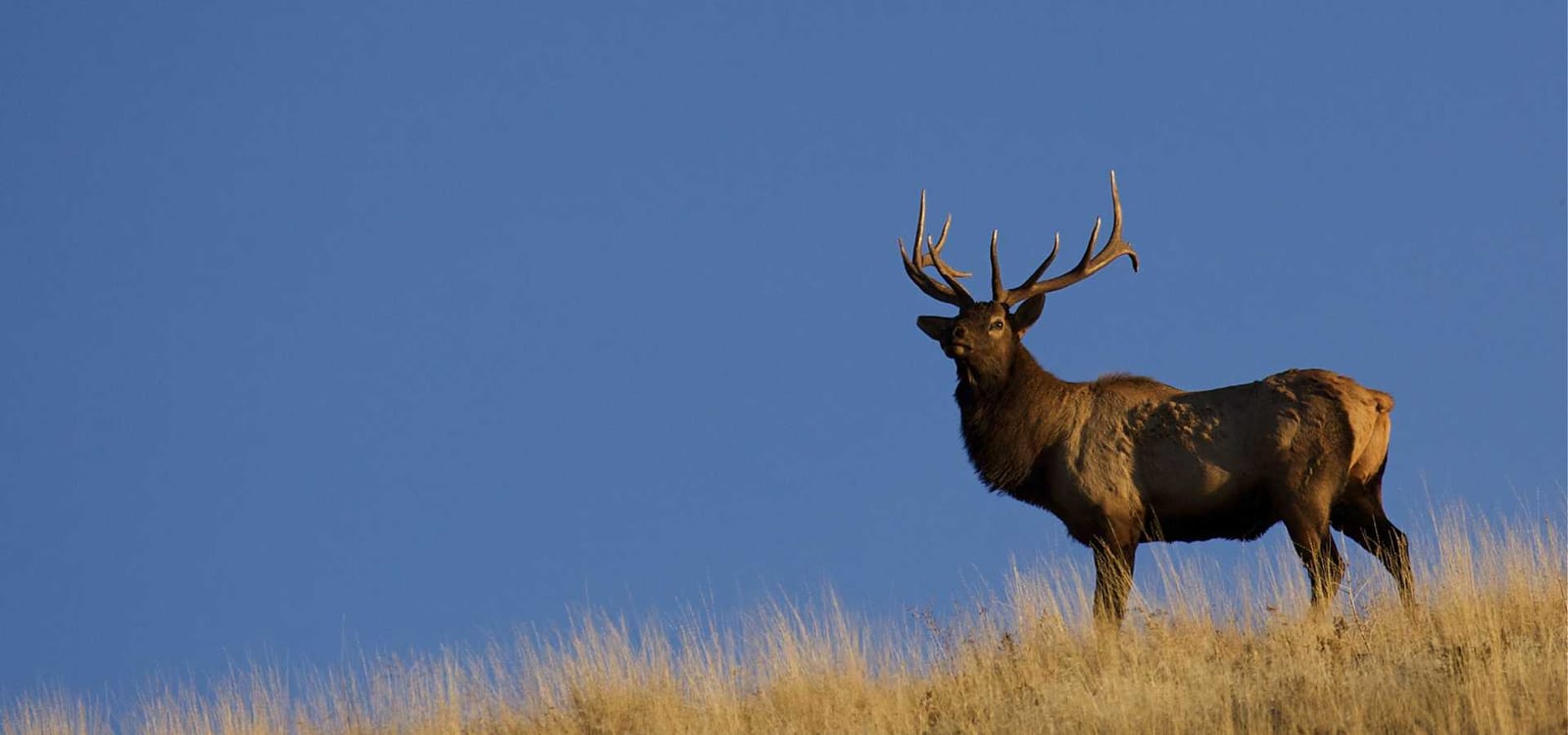 elk hunting outfitters