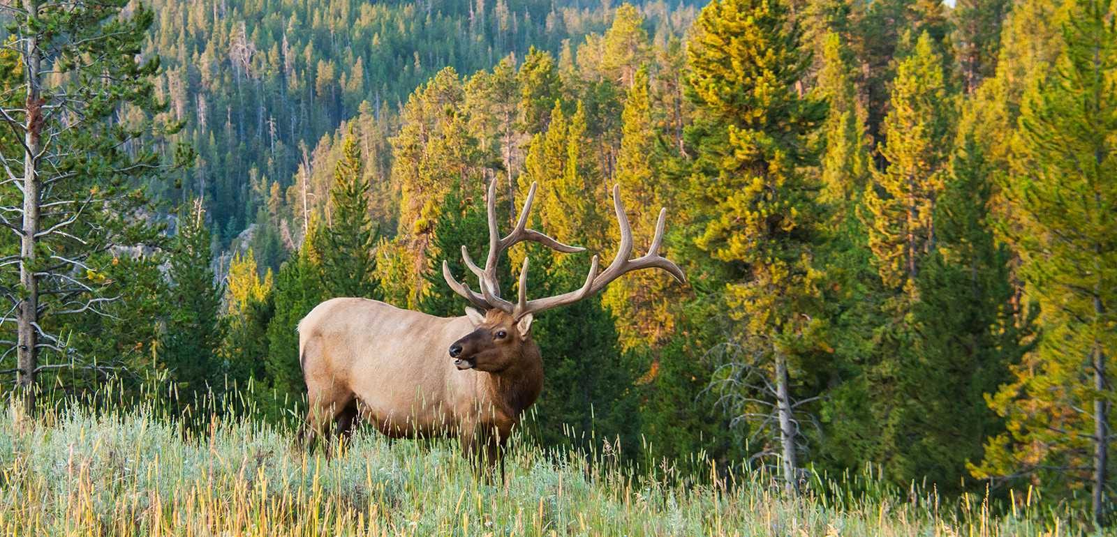 A bull elk stands in a grassy field with a forest in the background.