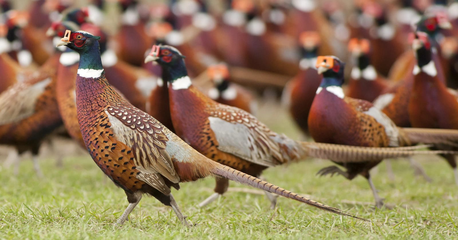 Multiple Ring-necked Pheasants are walking in a grassy field.