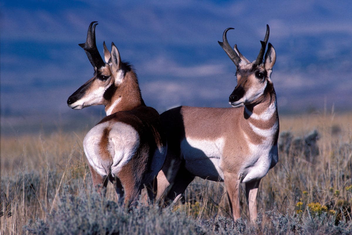 Antelope-20