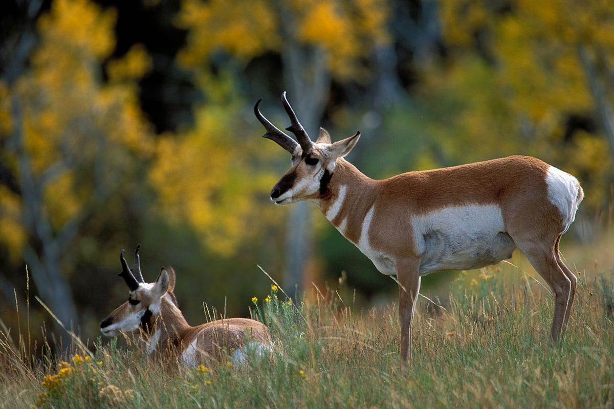 Two pronghorn stand and lie in a grassy field with yellow trees in the background.