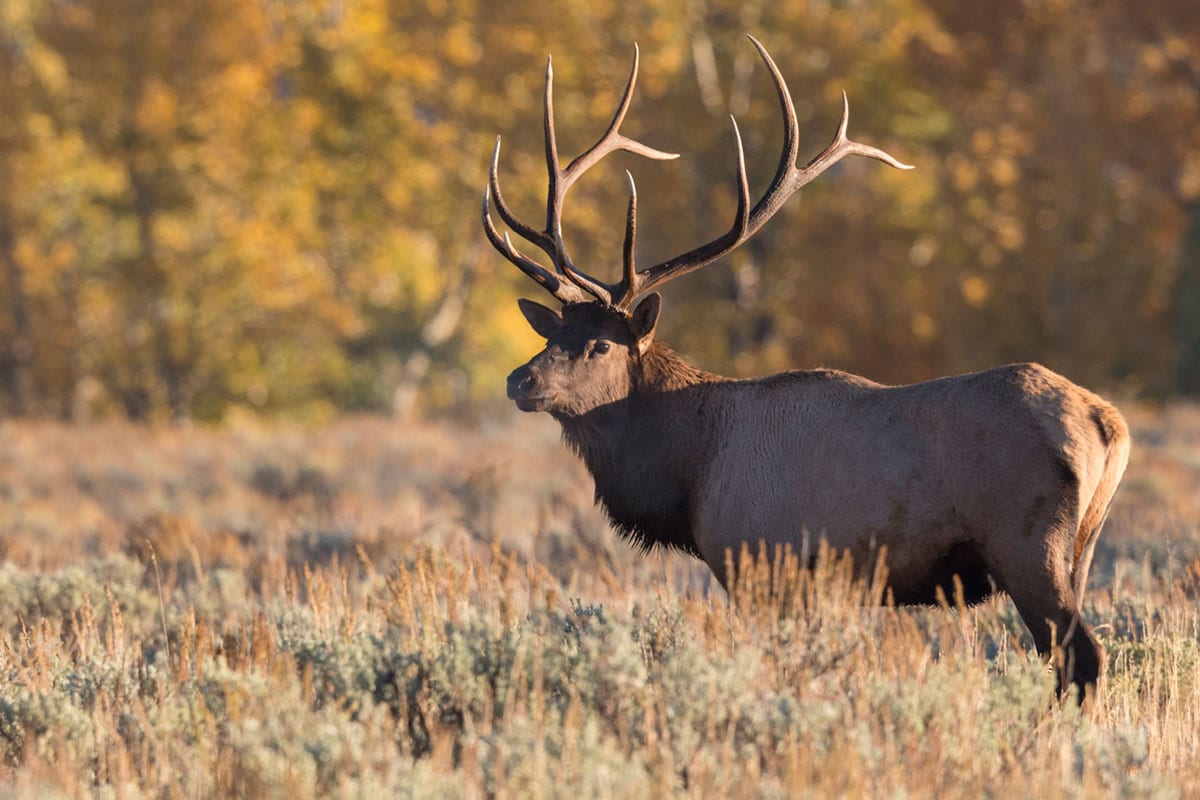 Wyoming Hunting