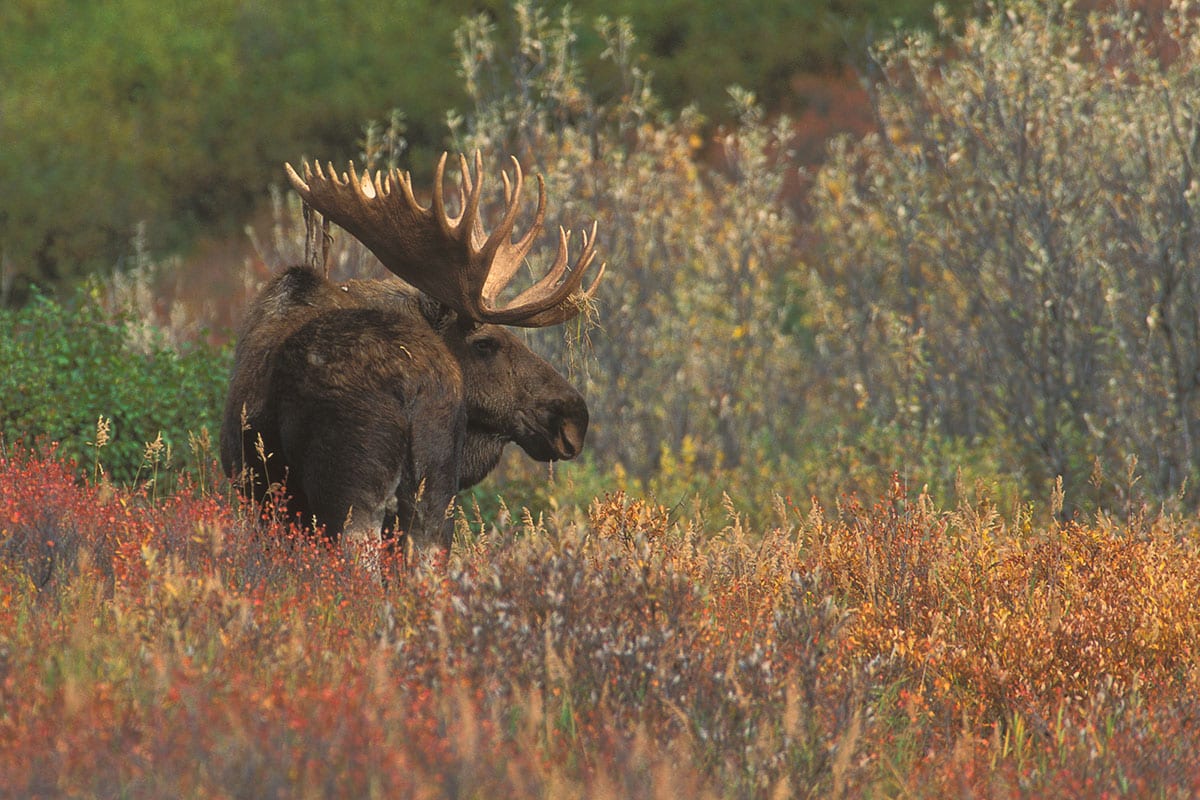 Moose-Shiras-039