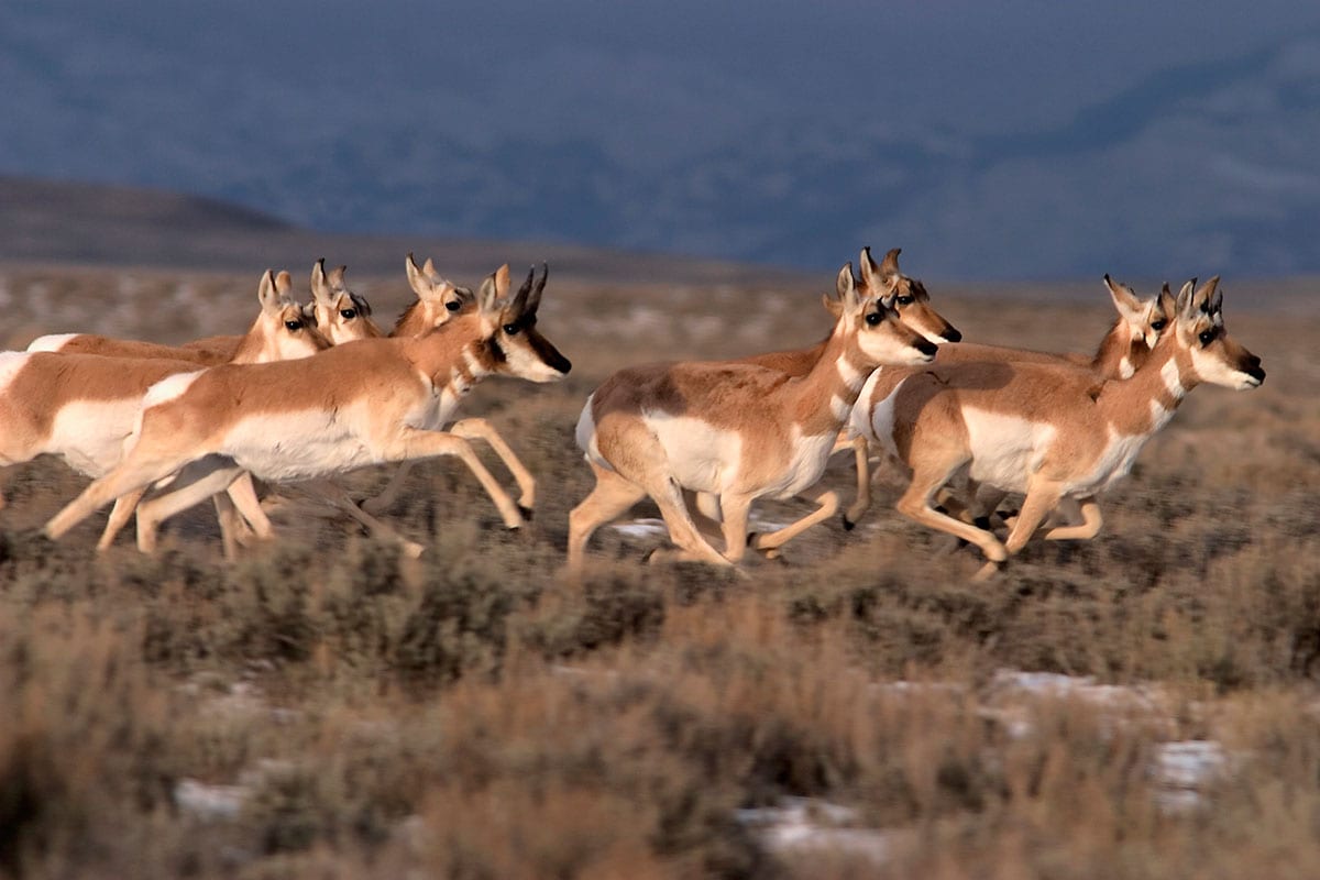 Antelope-16