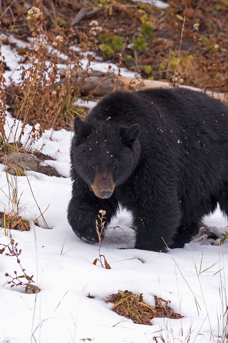 A black bear walks through a snowy, wooded area.