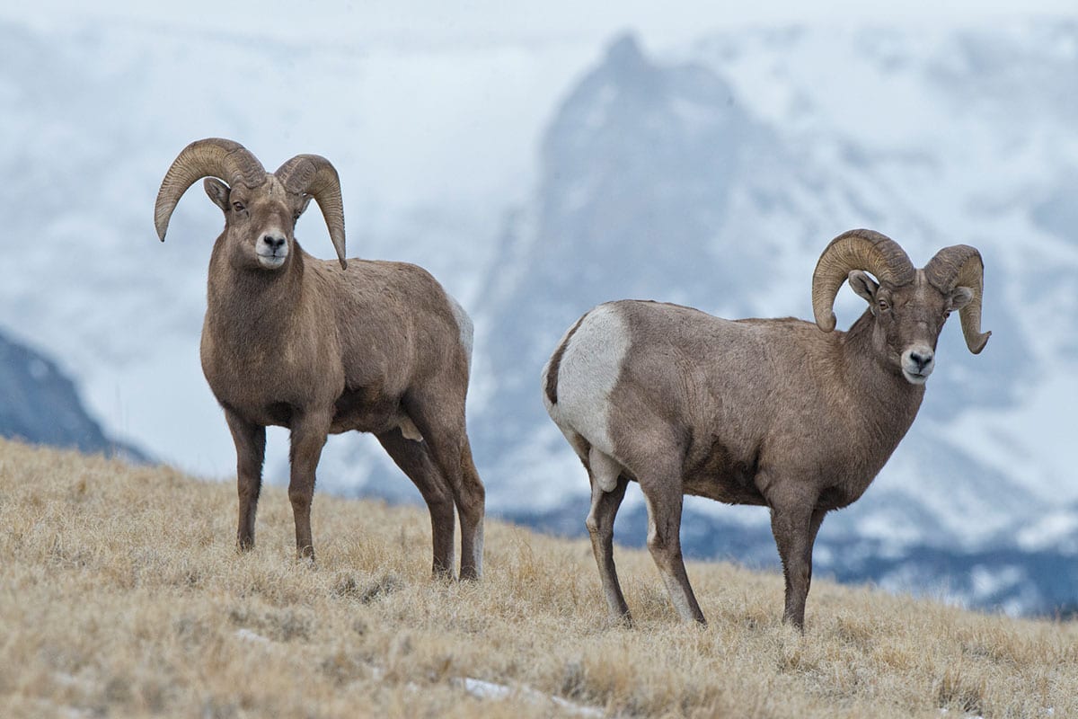 Bighorn-Sheep-138