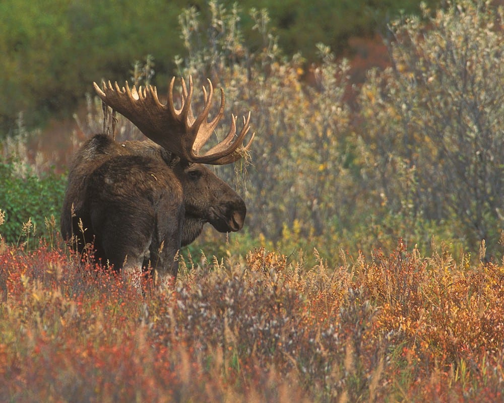 Bull moose standing in Wyoming wilderness during fall, a species with limited draw odds and strict license deadlines.