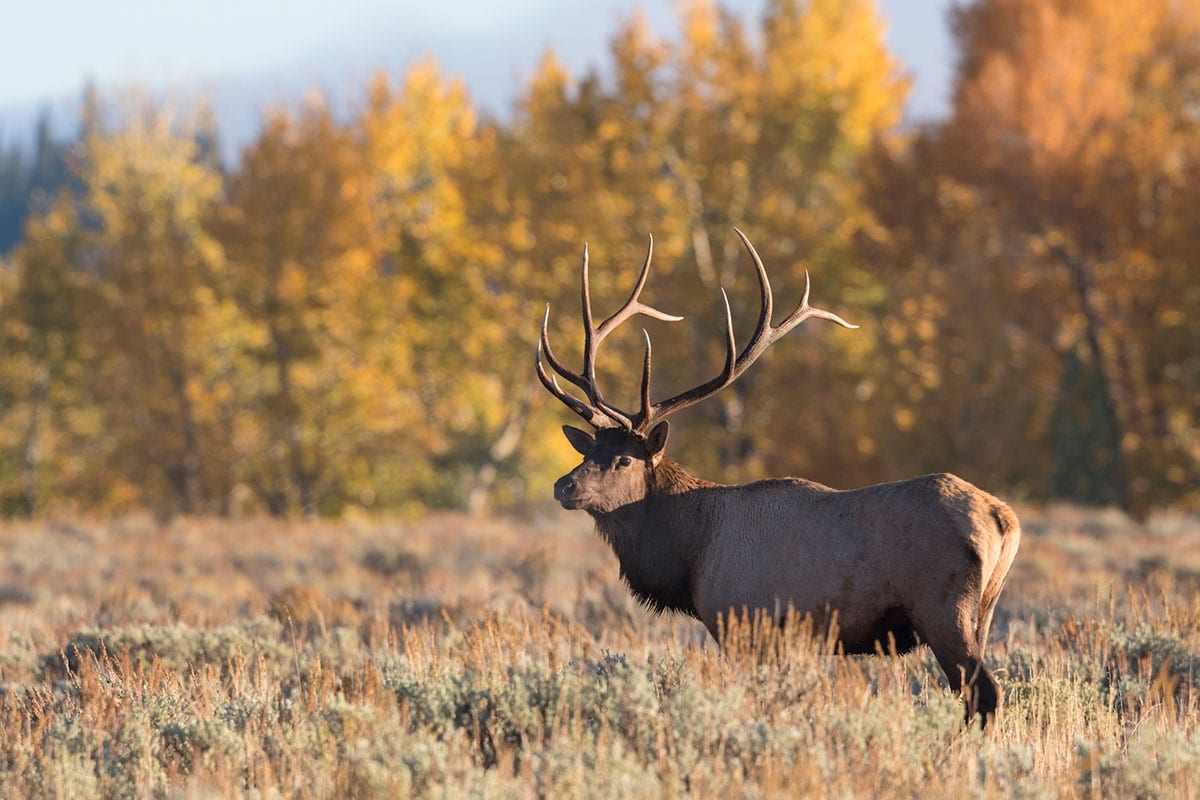 An elk with large antlers stands in a field with autumn trees in the background.