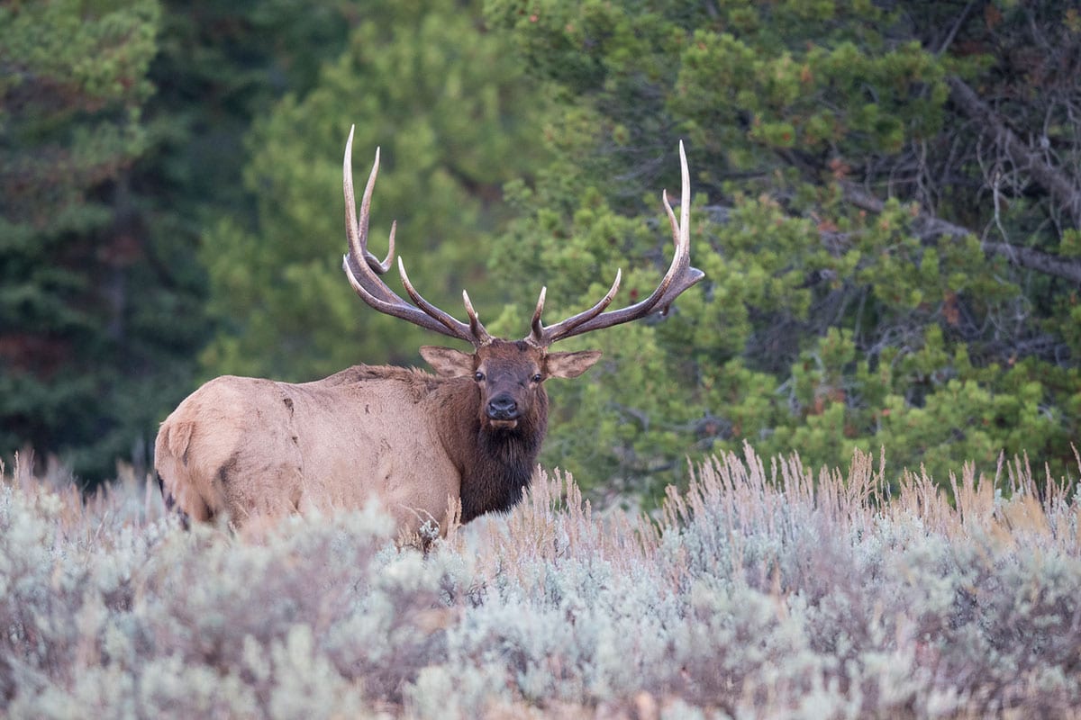 A large bull elk stands in a field with trees in the background.