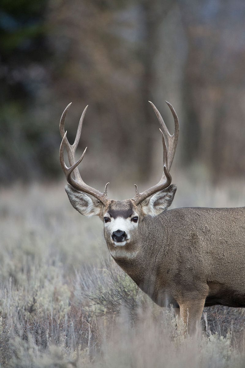 Deer,-Mule-118