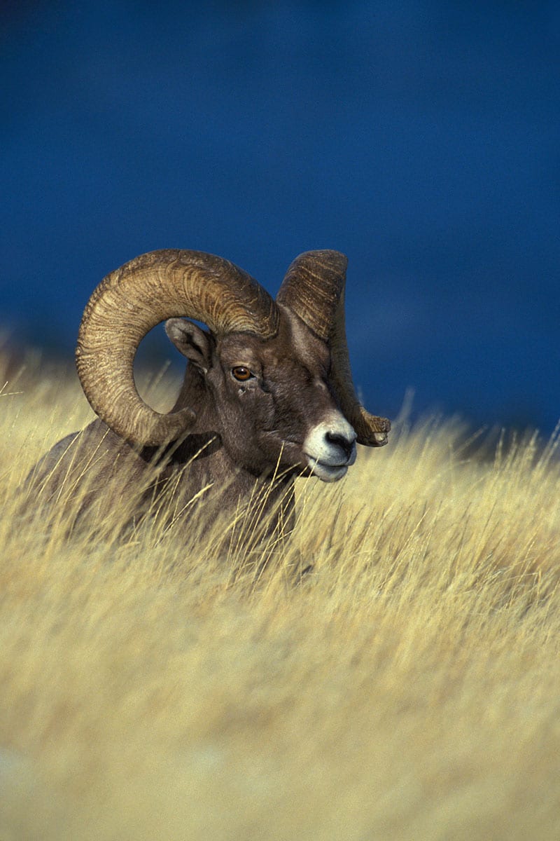 Bighorn-Sheep-2