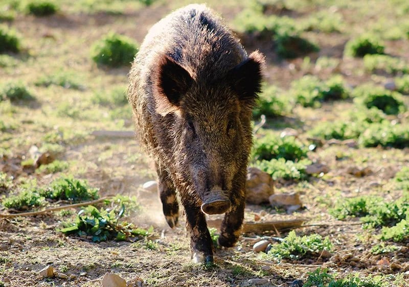 Wild boar walking on dirt and small plants in a grassy area.