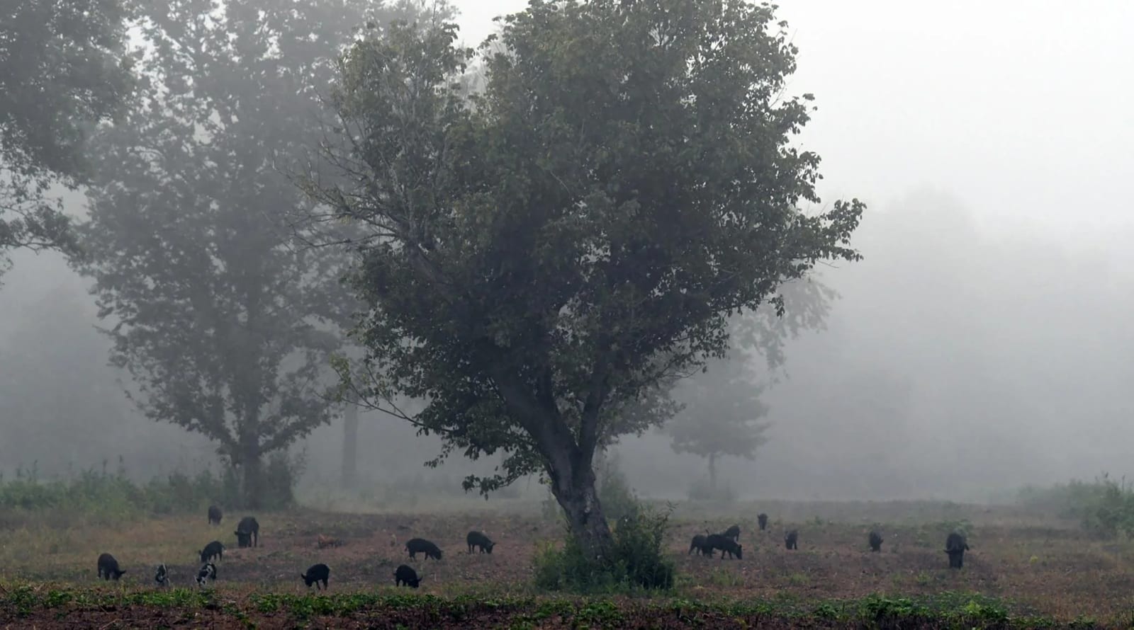 A foggy morning on a farm with a large tree in the center, surrounded by smaller trees and pigs grazing on the field.