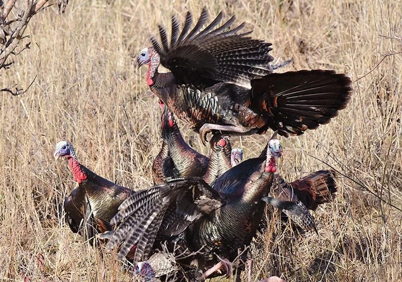 A group of wild turkeys in a field, with one turkey displaying its tail feathers and wings spread.