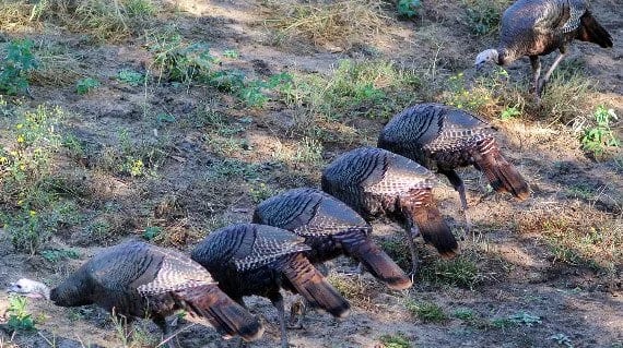 Six turkeys walking on dirt ground with some grass and plants, one turkey in the background.