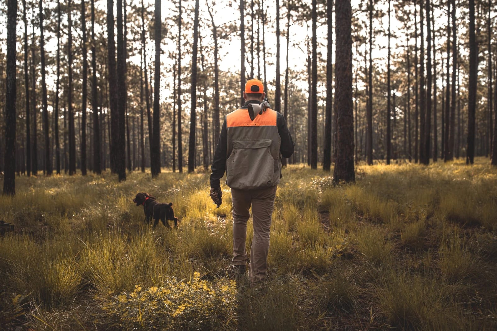 Welcome to the woods.