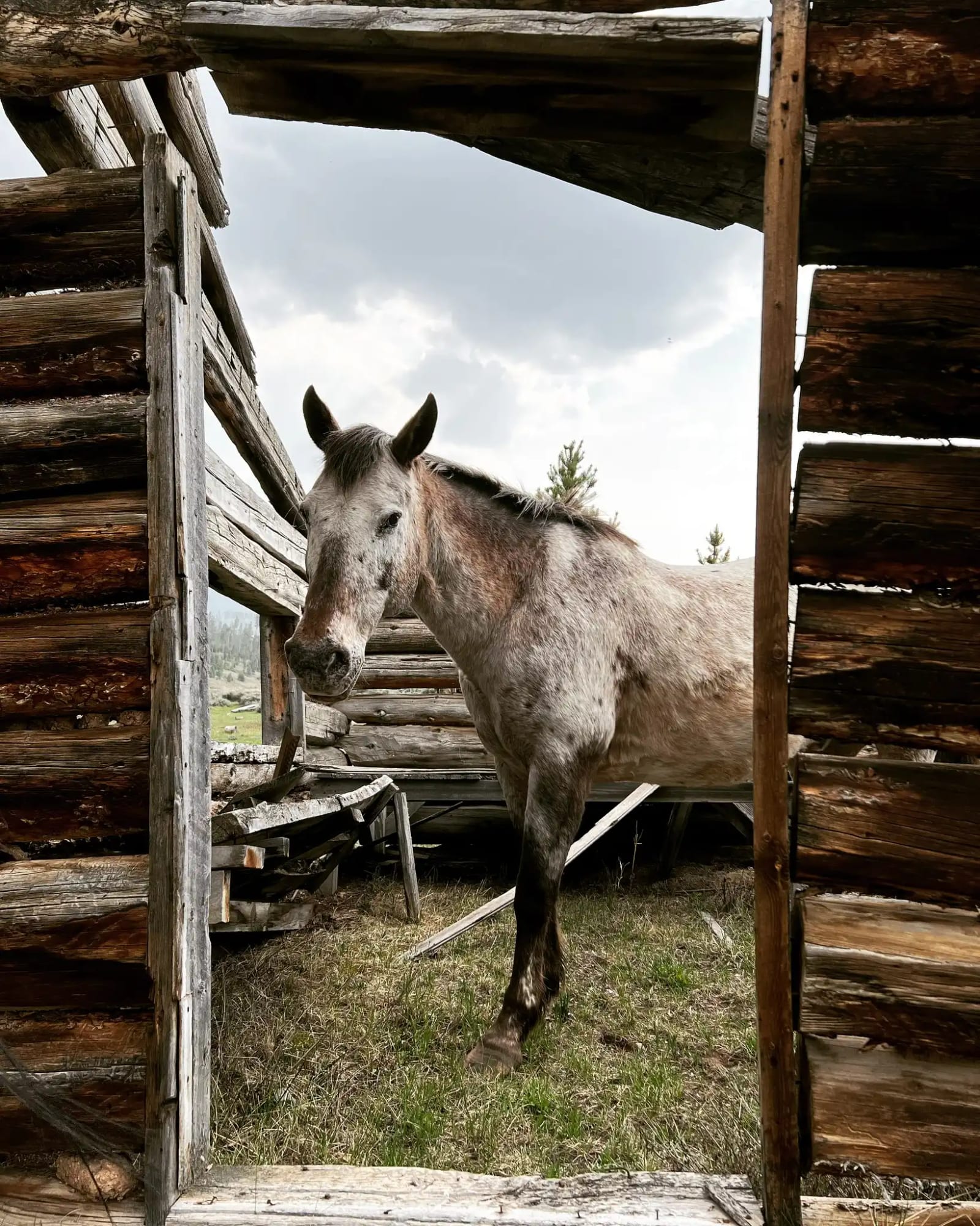 The off-season is never really off around here. While most people are still thinking about summer, our crew is already moving: πΉ Tack getting oiled and inspected πΉ Hay going up for the pack string πΉ Horses putting in conditioning miles πΉ Wall tents pulled, checked, repaired πΉ Gear lists gettin