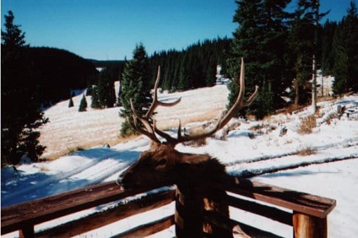 An elk taxidermy mount on a wooden railing overlooks a snowy forest landscape.