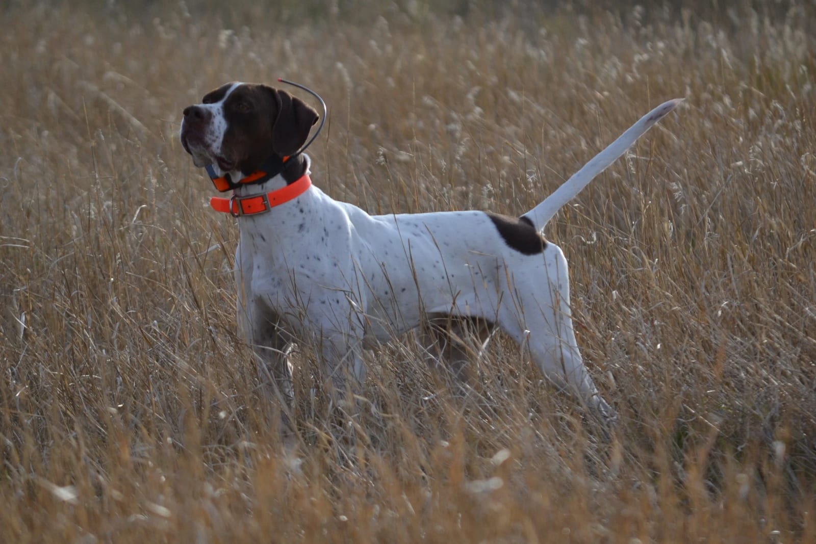 A brown and white pointer dog stands on point in a field of tall dry grass.