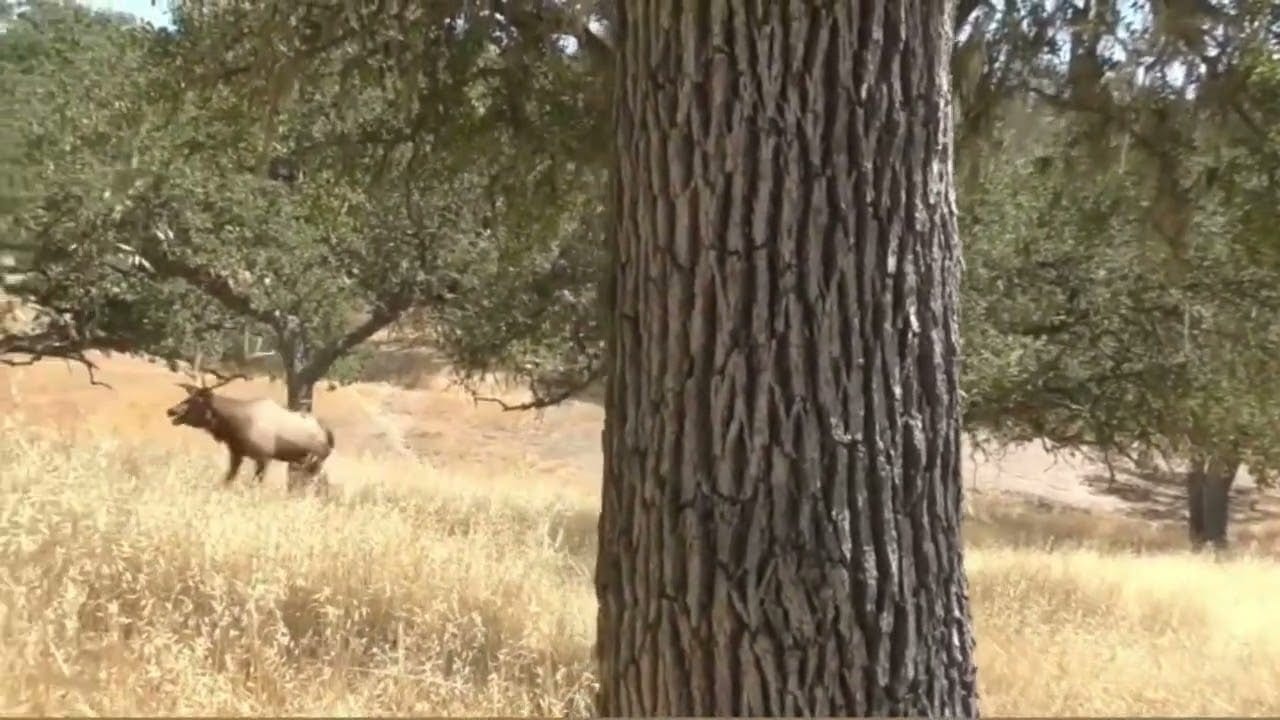 An elk walks through a grassy field with trees in the background.