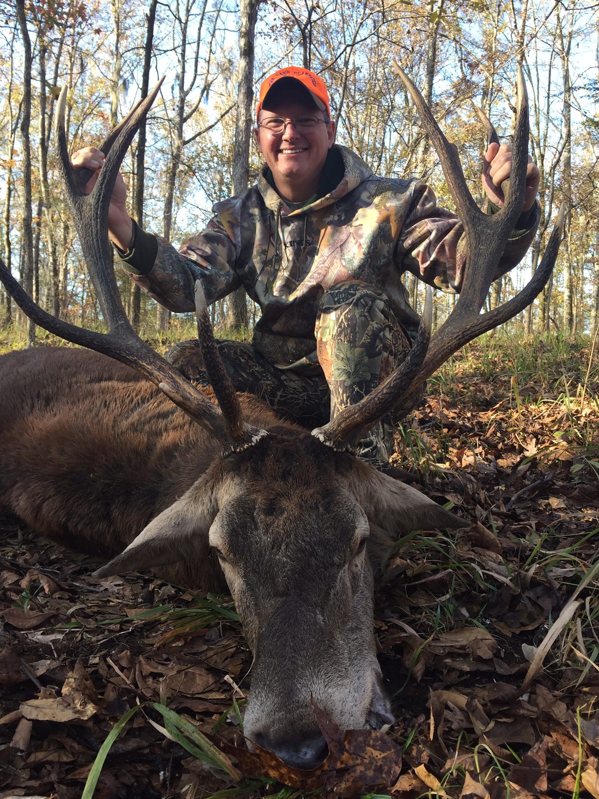 A hunter in camouflage and an orange hat poses with a harvested red deer in a wooded area.