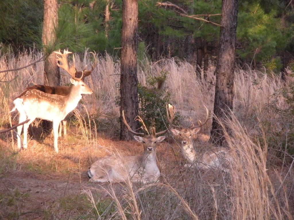 Three fallow deer are in a wooded area with tall grass.