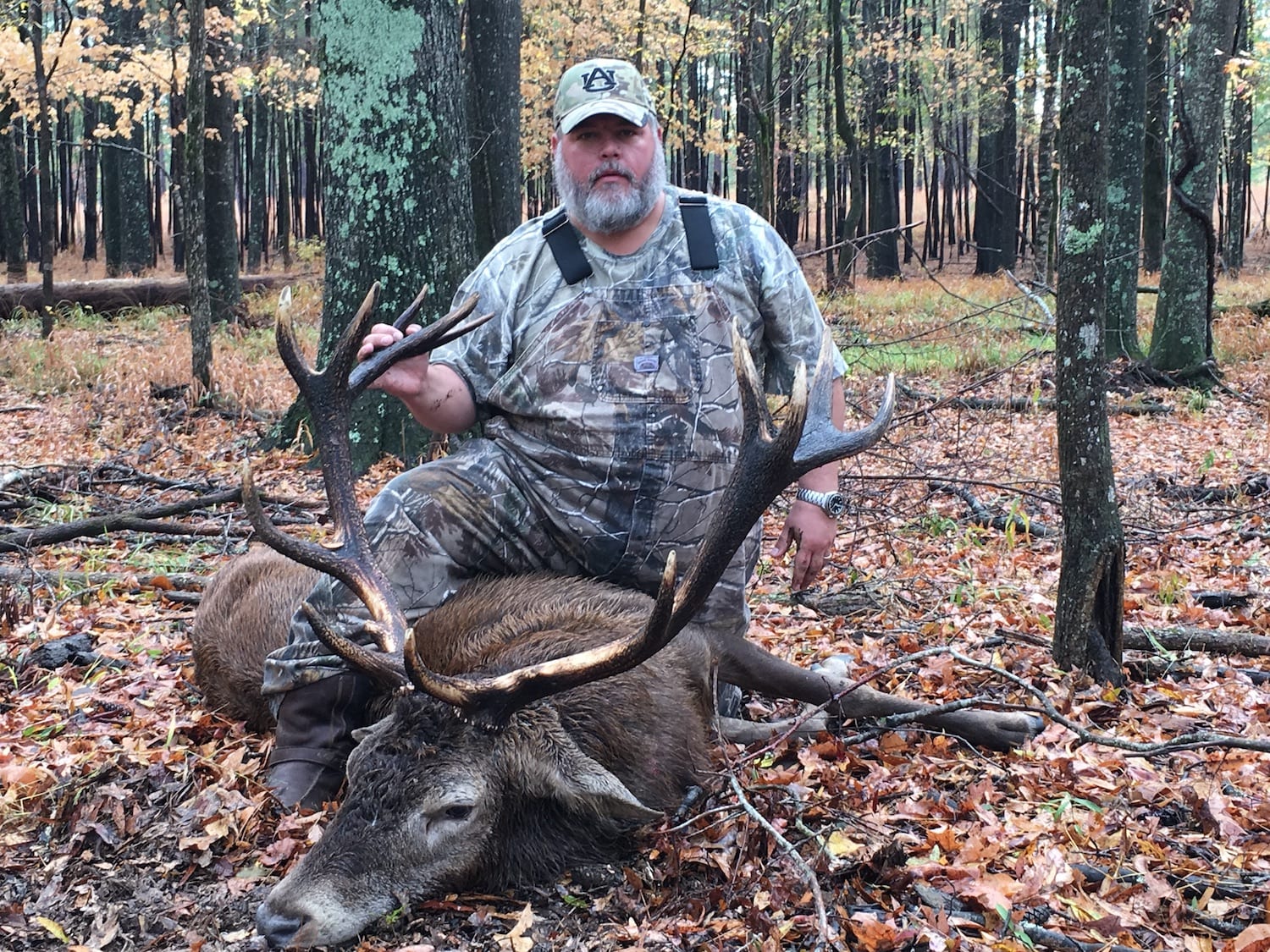 A hunter poses with a harvested red deer in a forest.