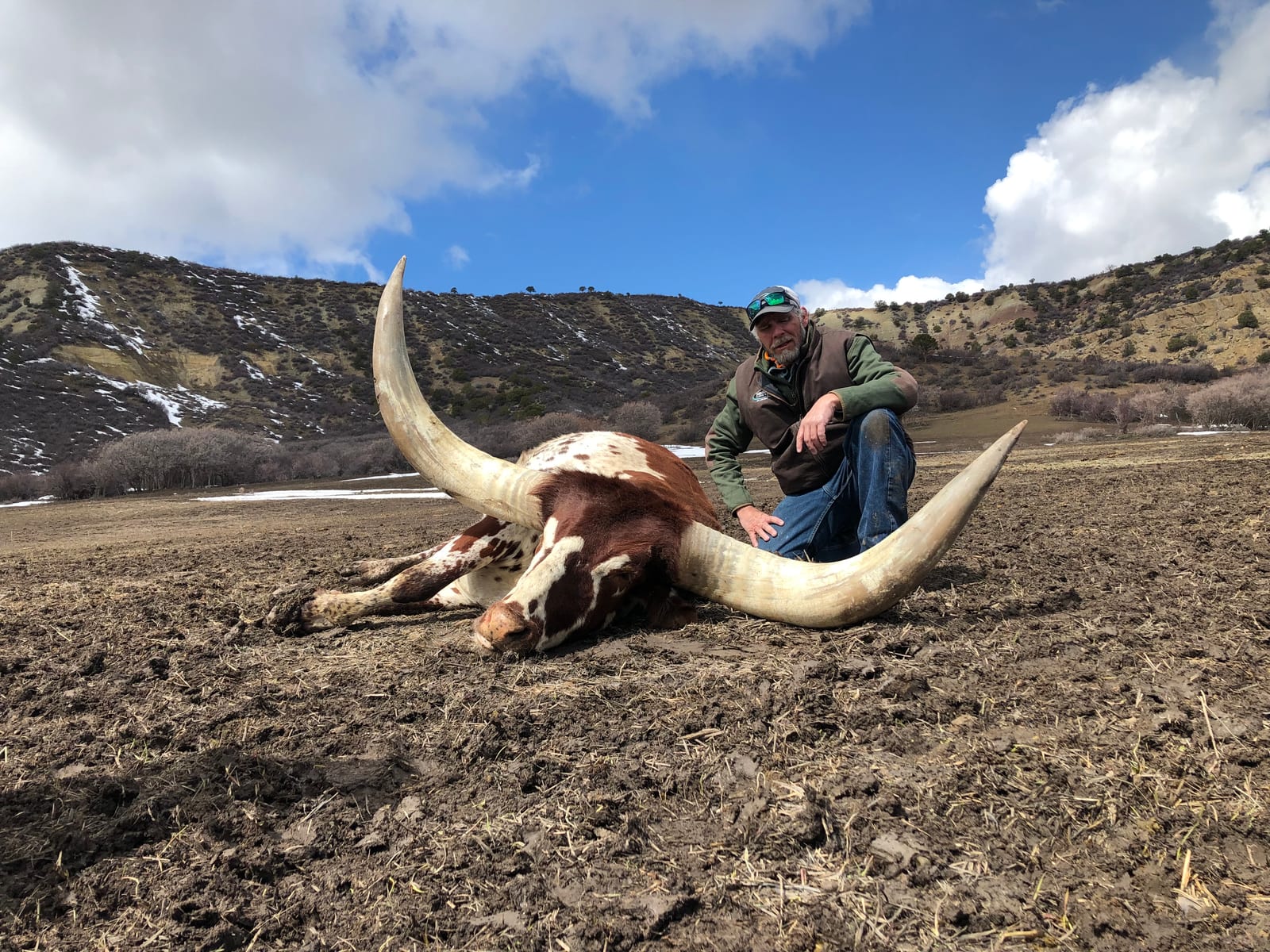 Watusi Hunt Colorado
