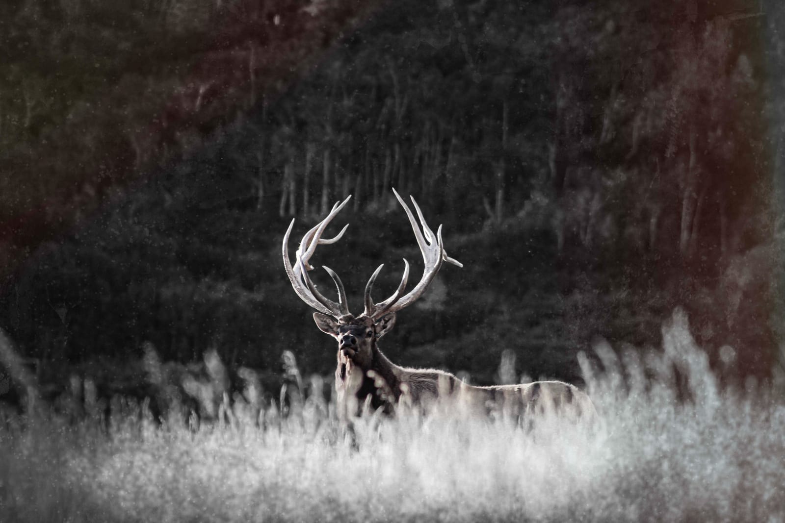 Guided Elk Hunts in Colorado