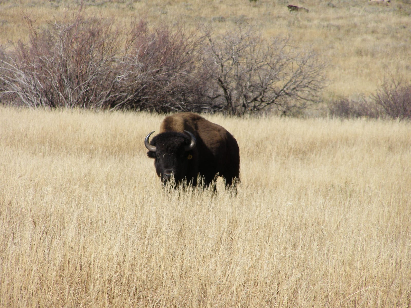 Colorado Buffalo Hunts