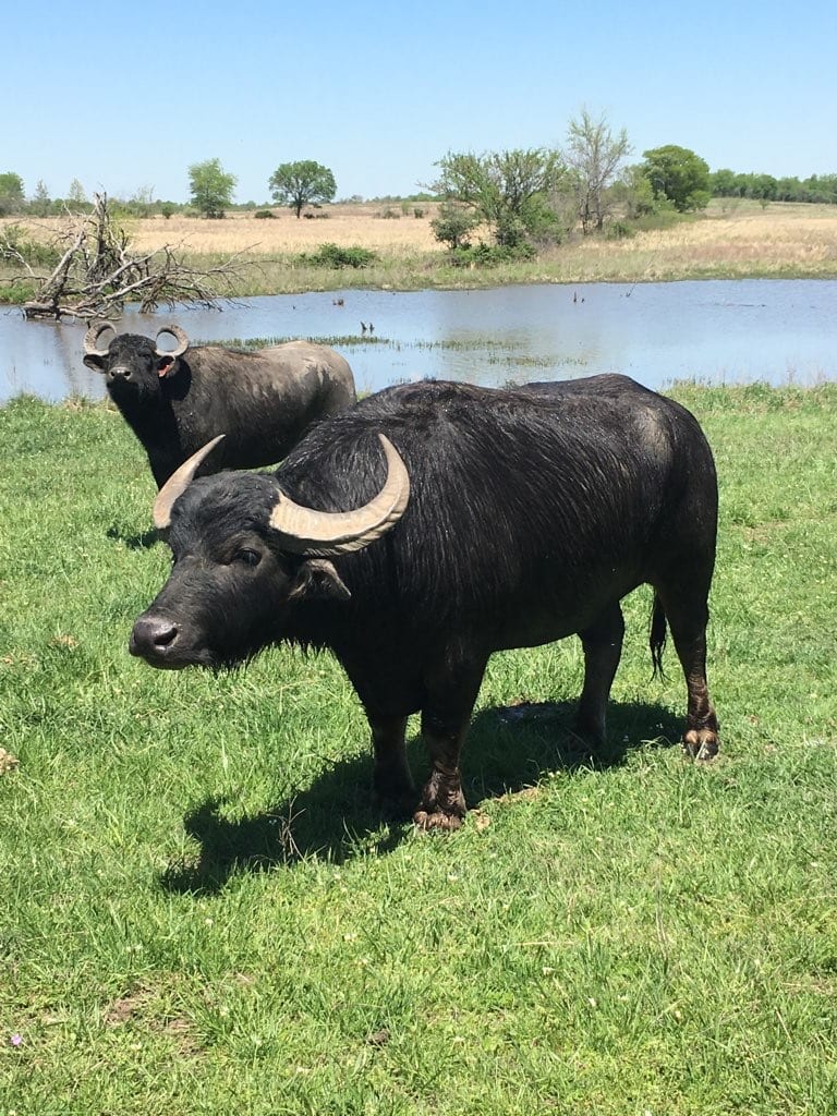 Colorado Water Buffalo