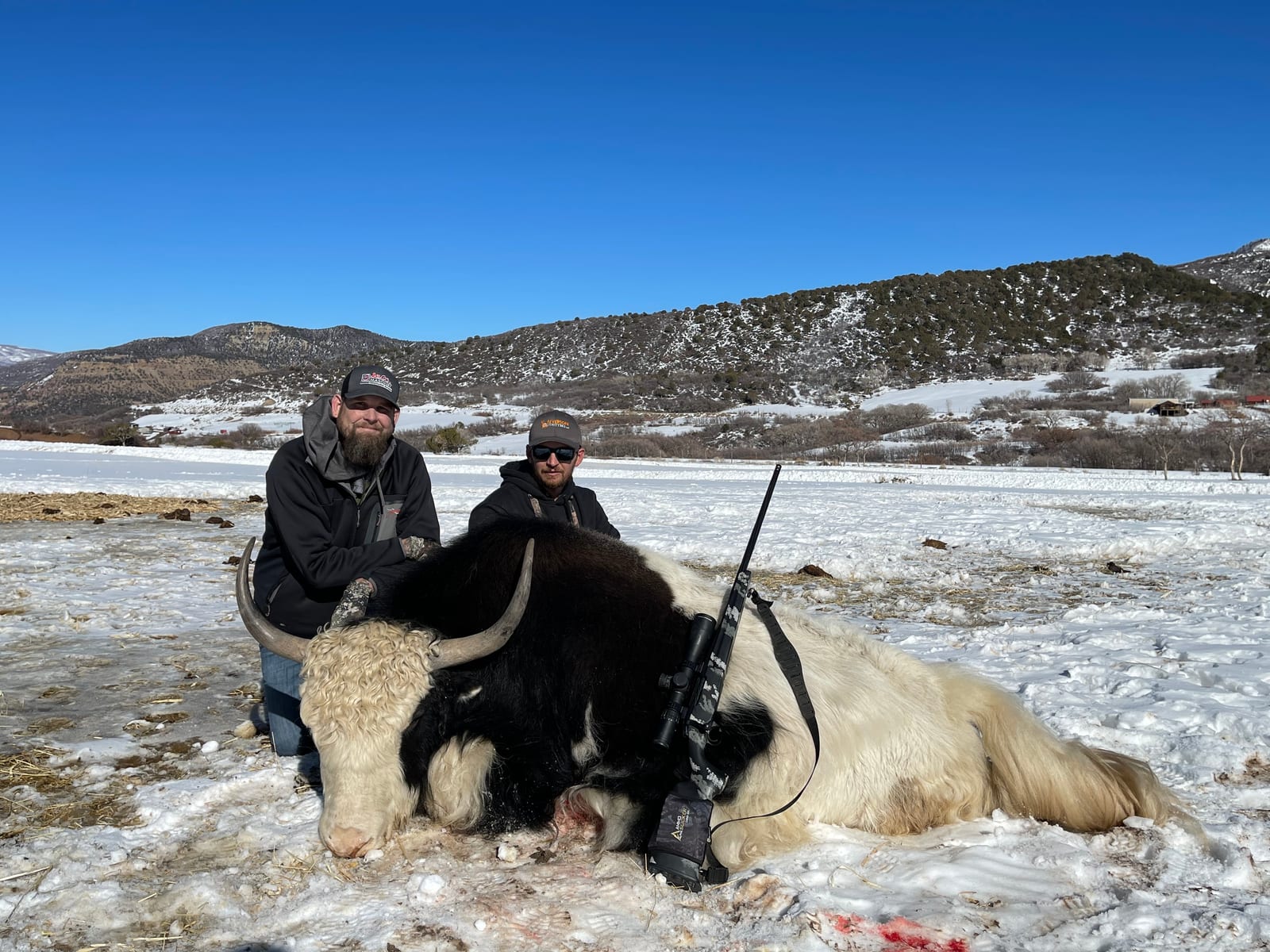 Colorado Yak Hunt