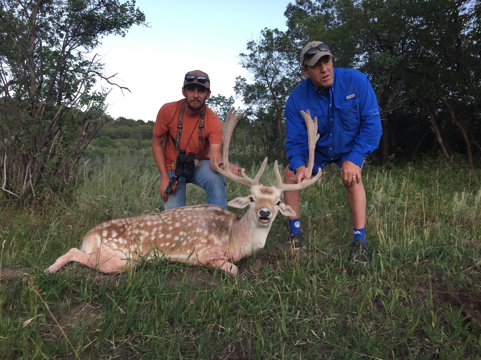 Colorado Fallow Deer Hunting