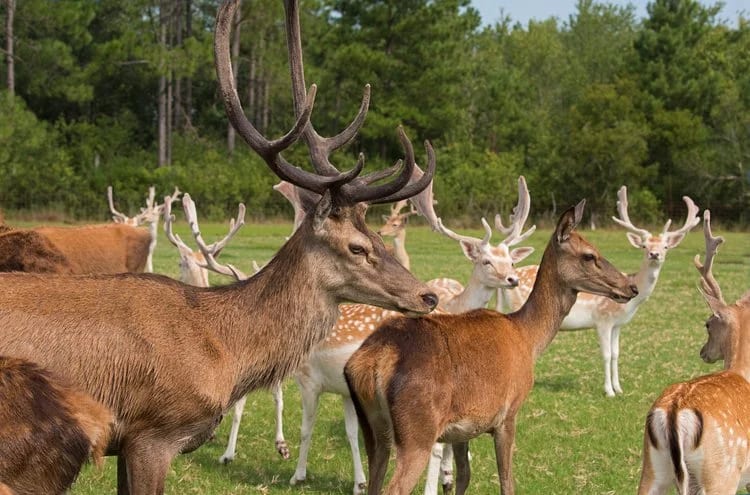 Shadow-Oak-Plantation-Red-Fallow-Deer.jpg