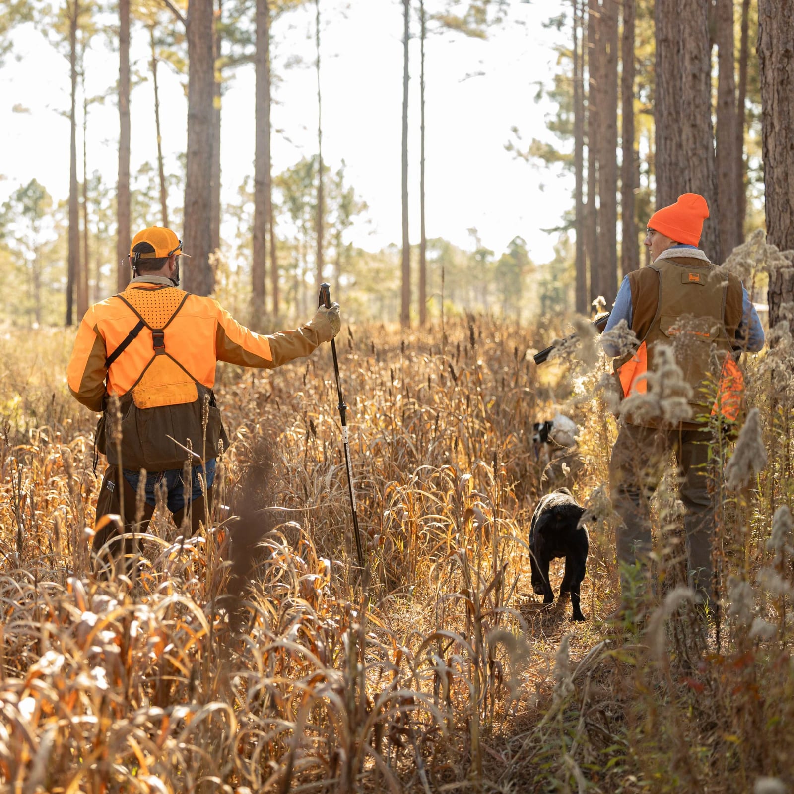 Two hunters and two dogs walk through a field with tall grass and pine trees.