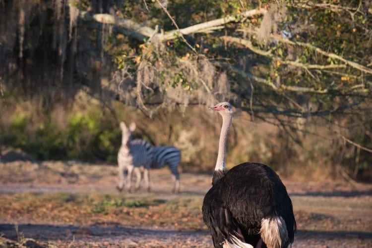 Shadow-Oak-Plantation-Ostrich-Zebras.jpg