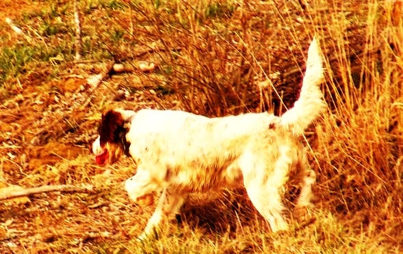 A white and brown hunting dog walks through tall, dry grass.