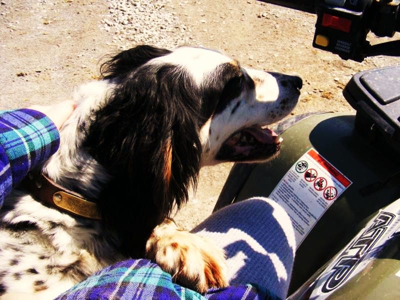 A black and white English Setter dog rests on a person's lap on an ATV.