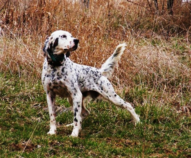 A white and black spotted English Setter stands in a grassy field.