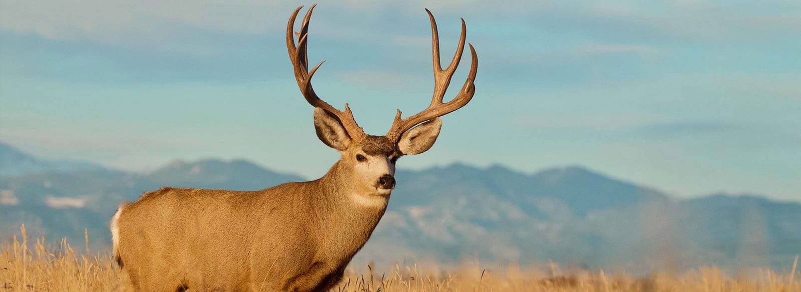 Guided Wyoming Deer Hunts: Whitetail & Mule Deer