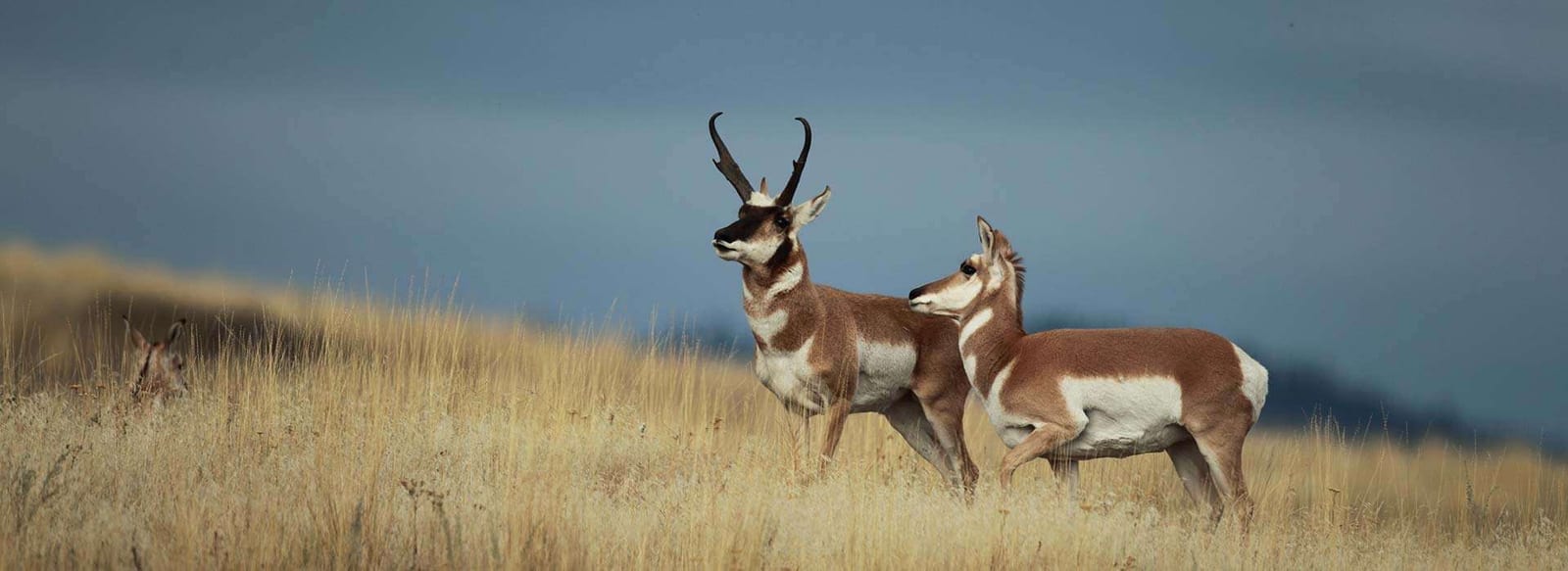 Guided Pronghorn Hunts in Wyoming