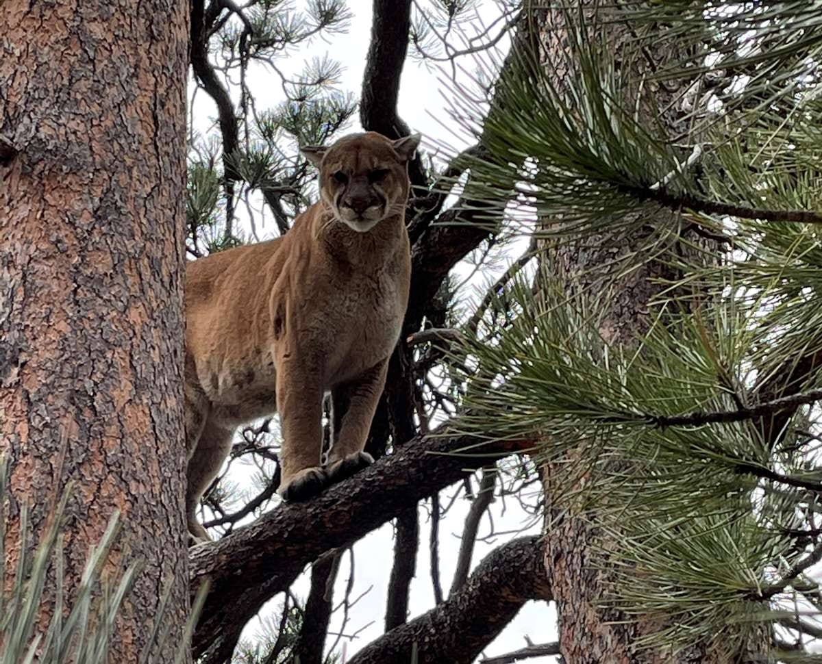Lion Hunts